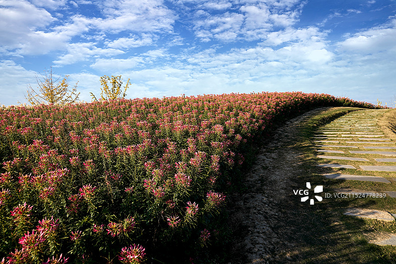 杭州市余杭区径山花海图片素材