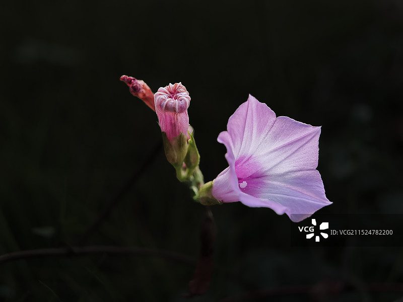 黑背景的牵牛花图片素材
