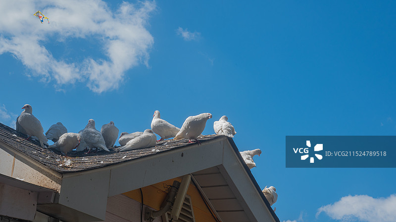 蓝天下的鸽子图片素材