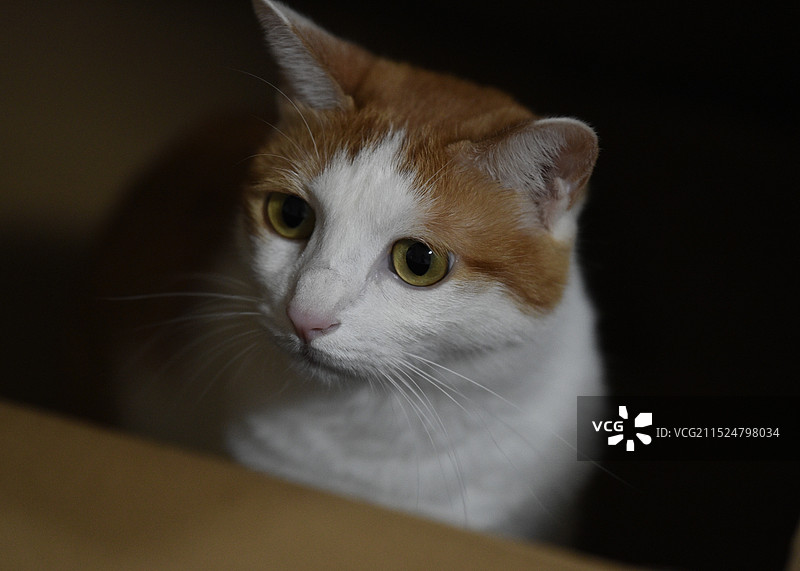 猫的特写肖像图片素材