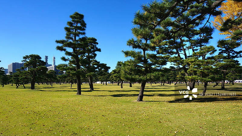 日本东京都，皇居外的松林图片素材