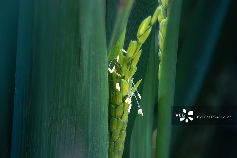 水稻花朵特写镜头图片素材