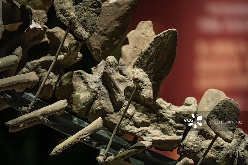 江西省博物馆：“甲龙”展图片素材