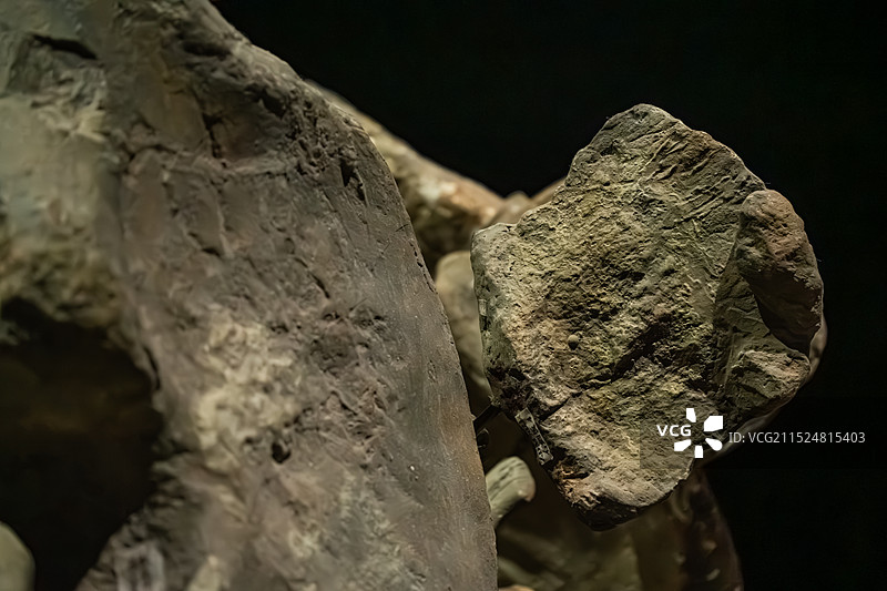 江西省博物馆：“甲龙”展图片素材