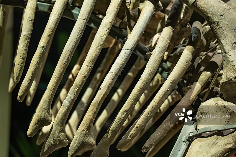 江西省博物馆：“甲龙”展图片素材