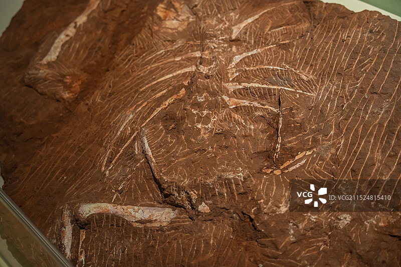 江西省博物馆：“甲龙”展图片素材