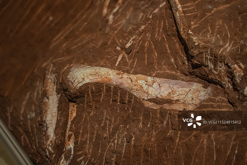 江西省博物馆：“甲龙”展图片素材