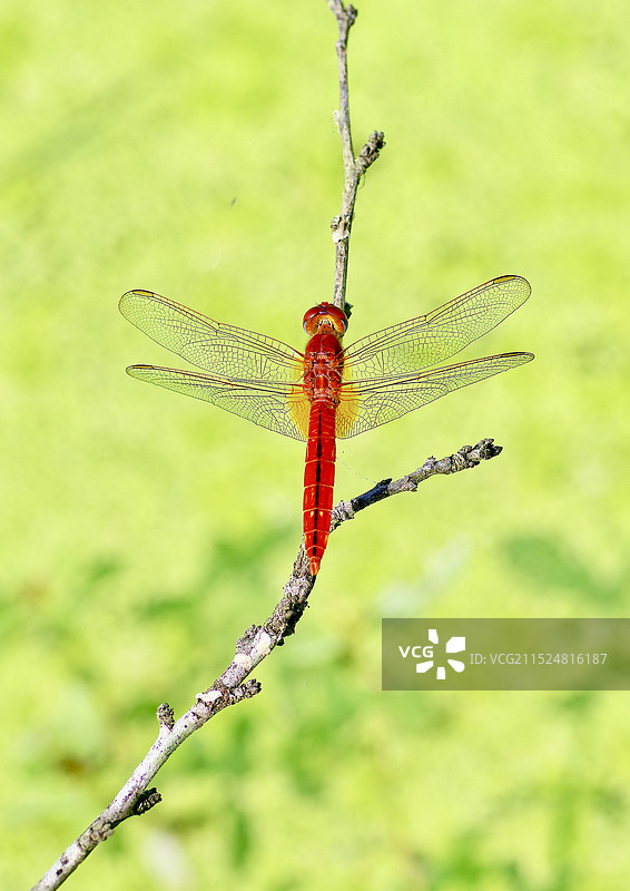 栖息在枝丫上的红蜻蜓图片素材
