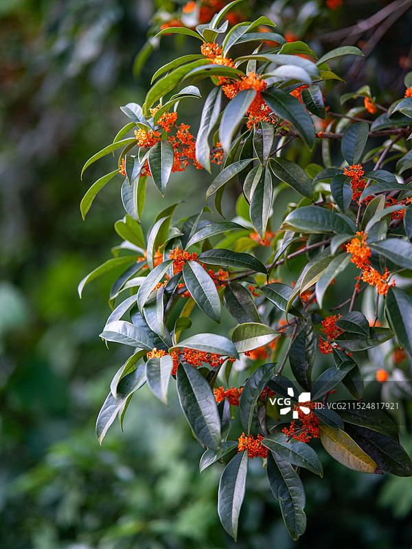树上的桂花图片素材