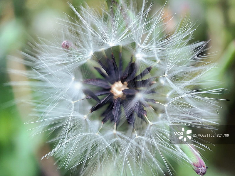 成熟的种子图片素材
