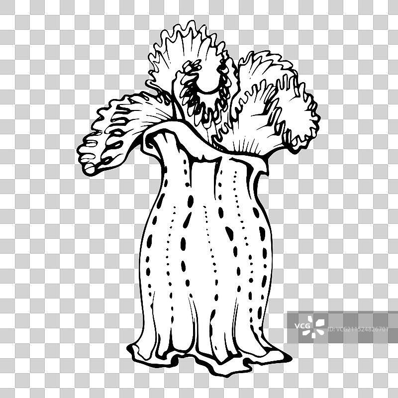 珊瑚海绵珊瑚虫海洋生物图片素材