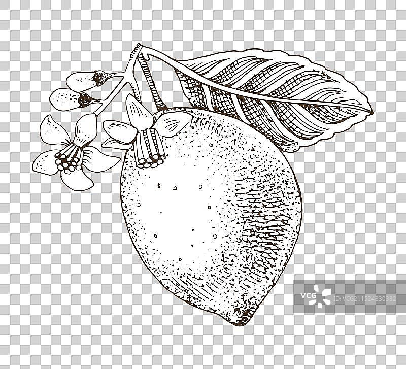 手绘柠檬树枝图片素材