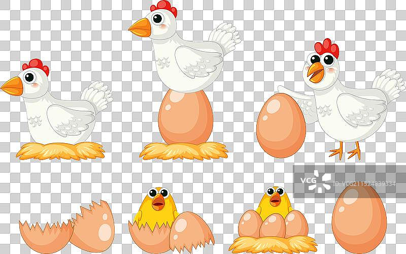 从母鸡下蛋到小鸡出生（卡通）图片素材