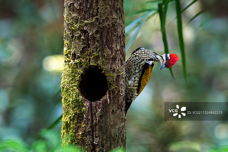 大金背啄木鸟图片素材
