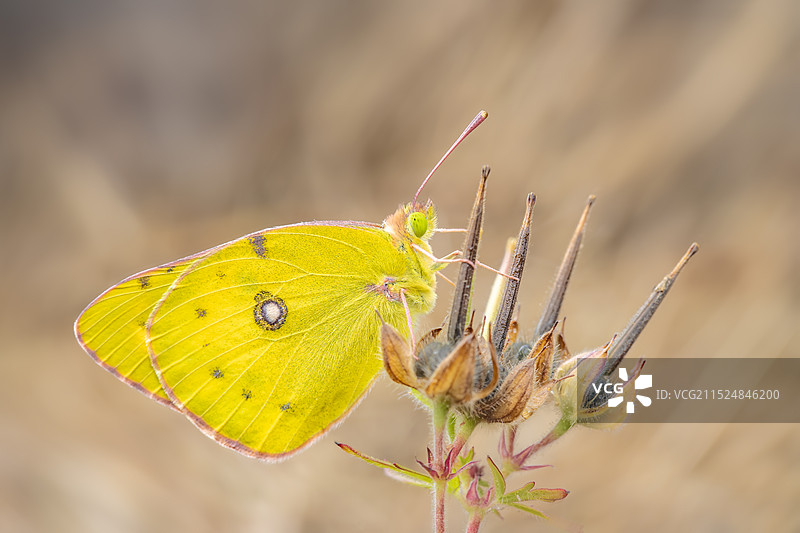 野草上的黄色蝴蝶图片素材