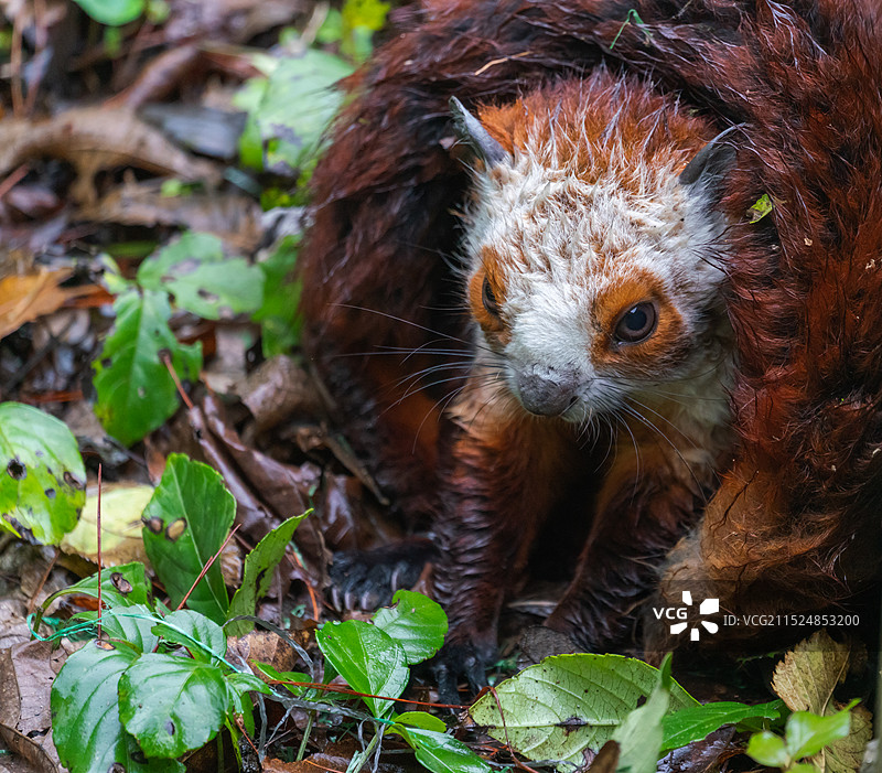 国家二级保护动物红白鼯鼠图片素材