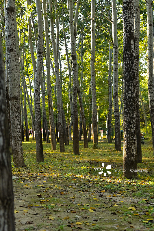 公园里的白杨树图片素材