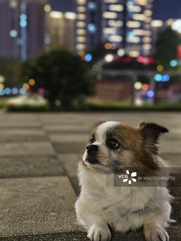 西藏猎犬图片素材