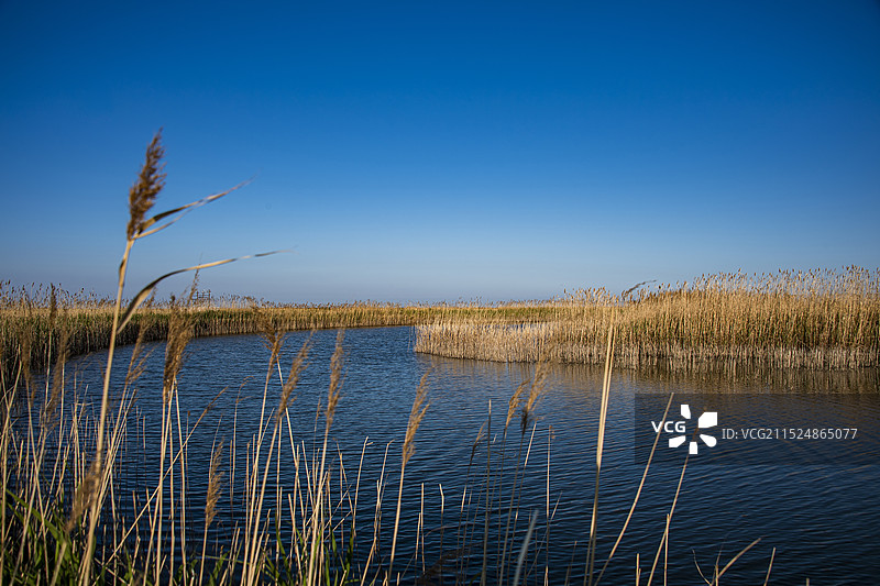 山东东营市黄河口生态旅游区湿地图片素材