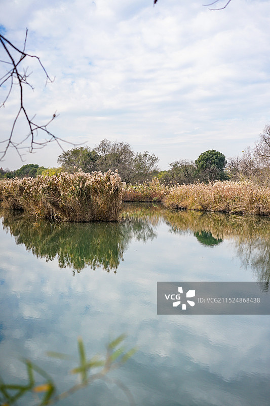 杭州西溪湿地公园秋色，秋芦飞雪图片素材