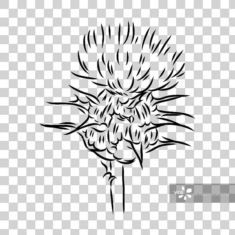 水飞蓟花植物蚀刻图片素材