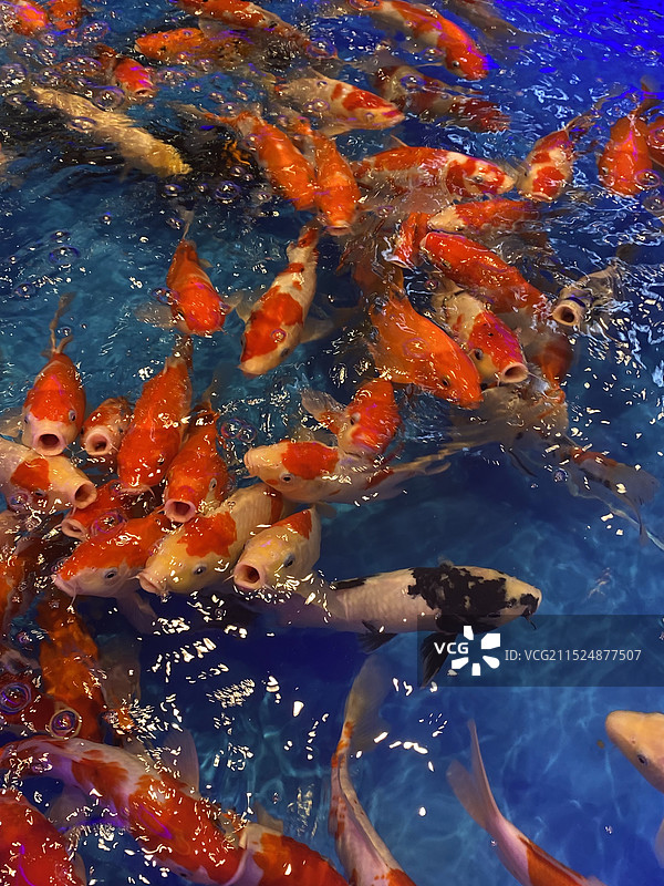 锦鲤在池塘中游泳的高角度视图图片素材