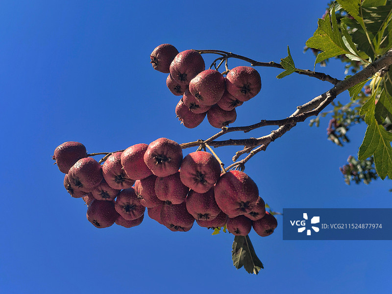 果实累累图片素材