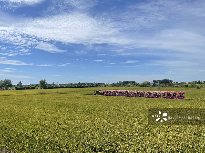 沈阳稻梦空间——秋季景色图片素材