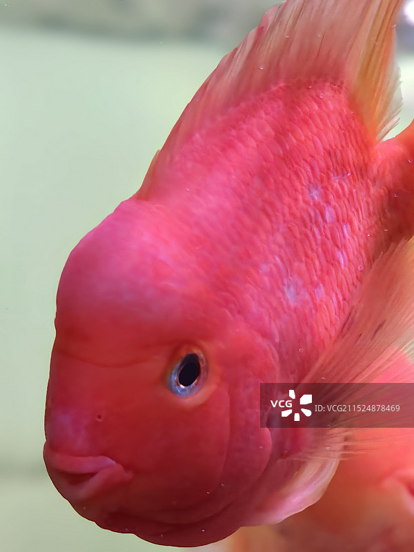 血红鹦鹉鱼图片素材