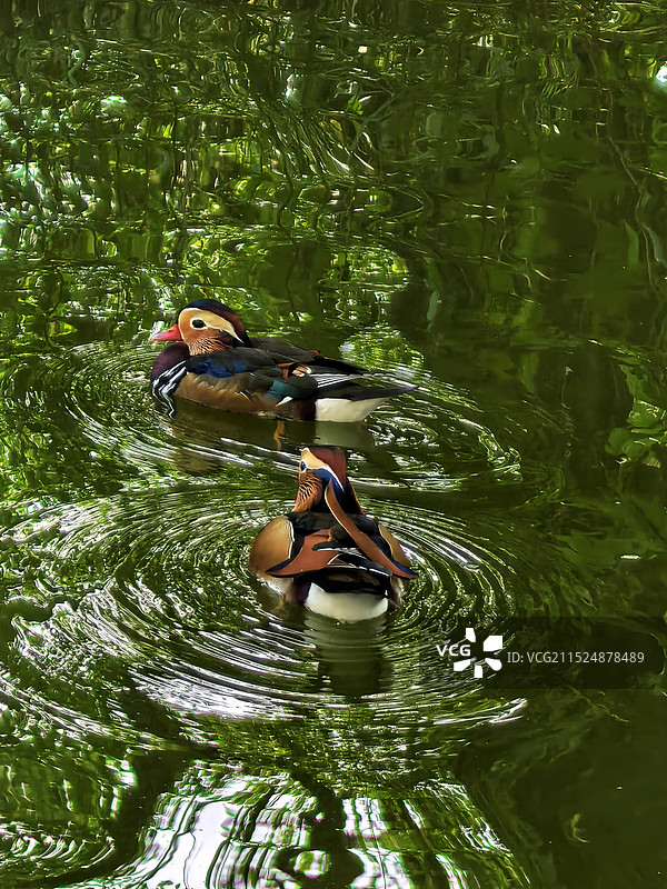 鸳鸯在湖中游泳的高角度视图图片素材