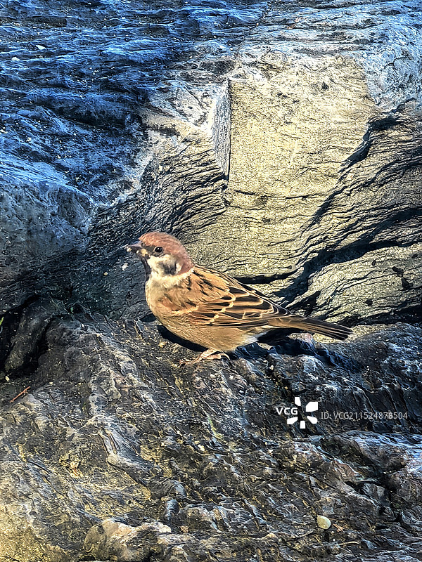 鸟在岩石上觅食的特写镜头图片素材