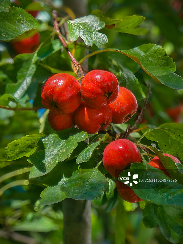 果实累累图片素材