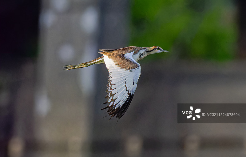 快乐飞的水雉图片素材