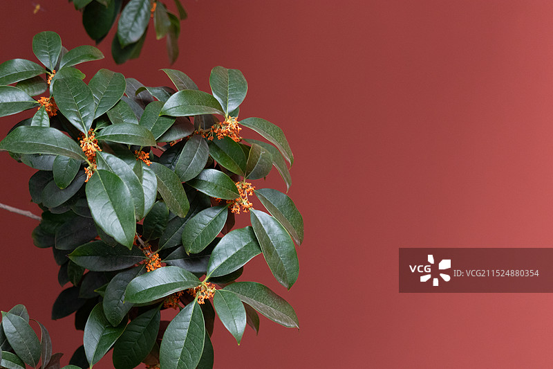 中国四川成都大慈寺，秋天秋分时节，红色背景前盛开的丹桂花，寺庙红墙与桂花树枝的特写图片素材