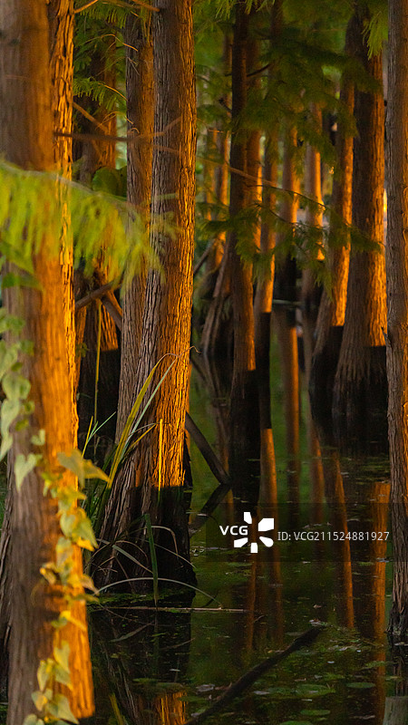 徐州市金山公园图片素材