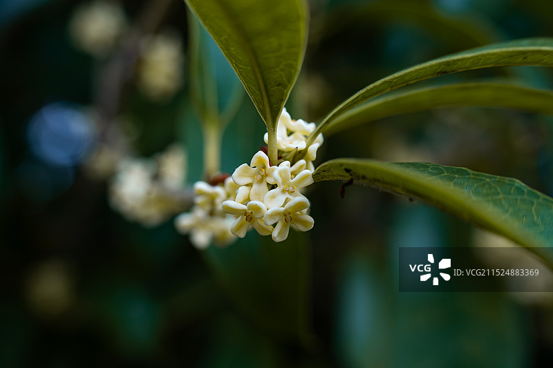 桂花飘香图片素材