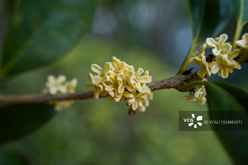 桂花飘香图片素材
