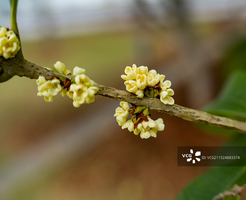 桂花飘香图片素材