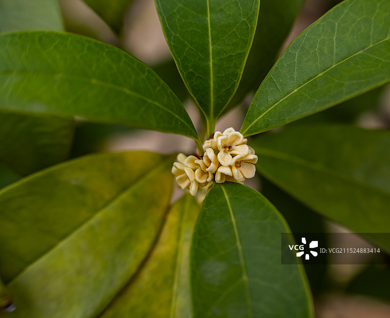 桂花飘香图片素材