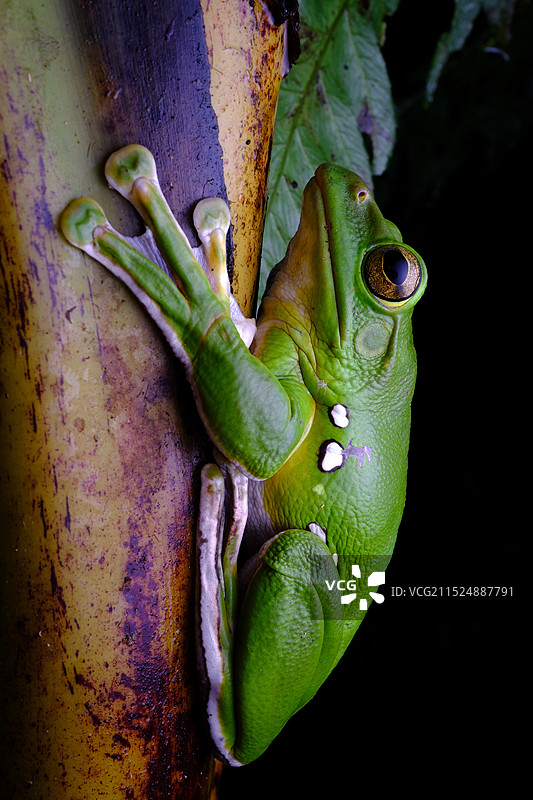 植物上的青蛙特写镜头图片素材