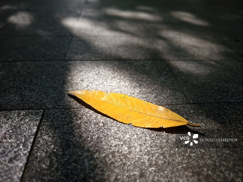 人行道上的秋叶特写图片素材