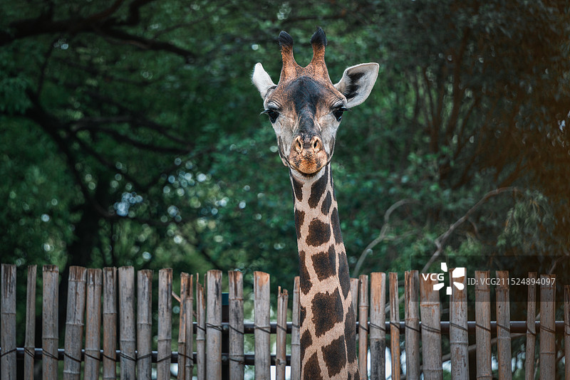 动物园里的长颈鹿图片素材