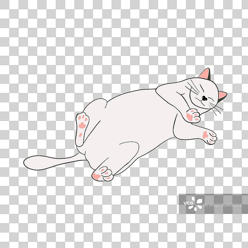 睡着的有趣的白色小猫图片素材