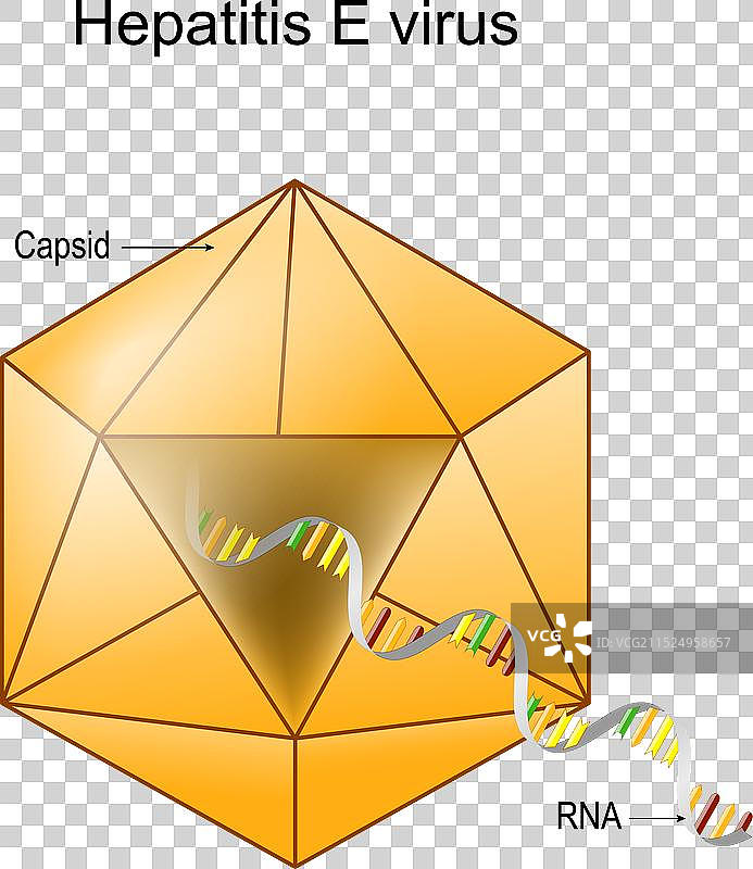 戊型肝炎病毒粒子解剖结构图片素材