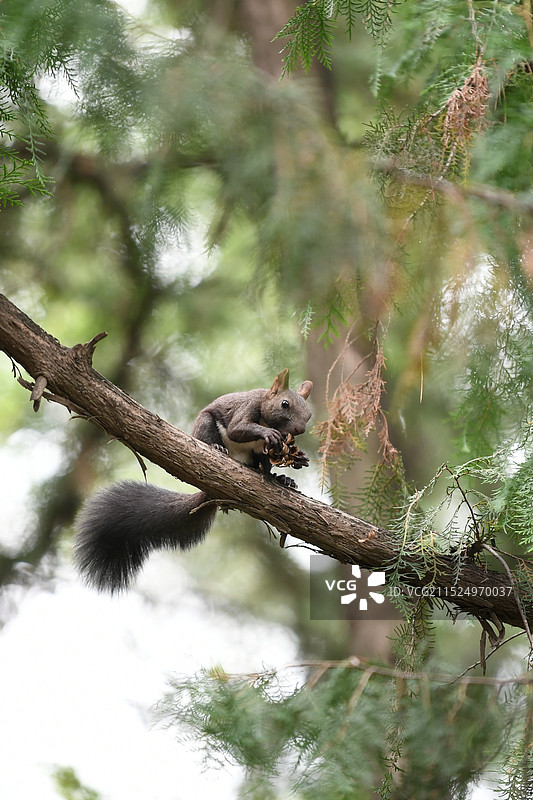 颐和园里的小松鼠图片素材