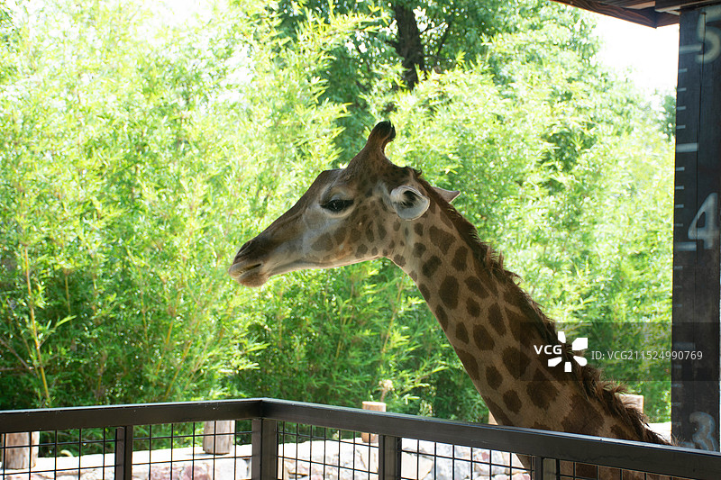 长颈鹿特写图片素材