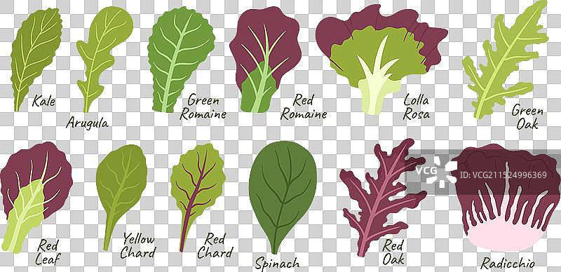 羽衣甘蓝芝麻菜绿色沙拉叶图片素材