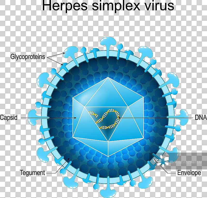 单纯疱疹病毒基本结构图片素材