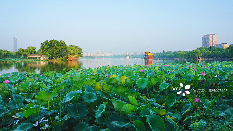 济南大明湖 风景好荷图片素材