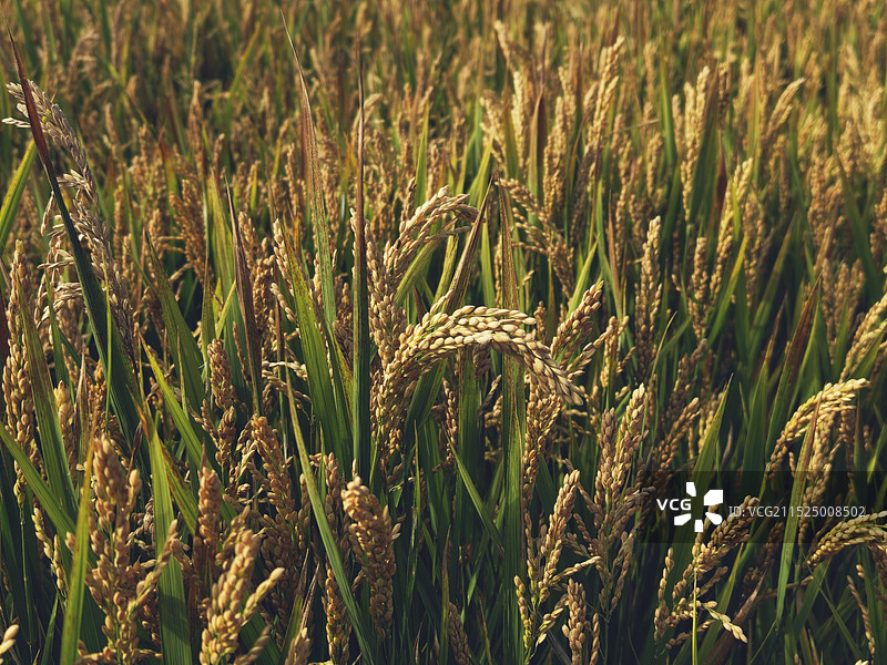 稻香四溢图片素材